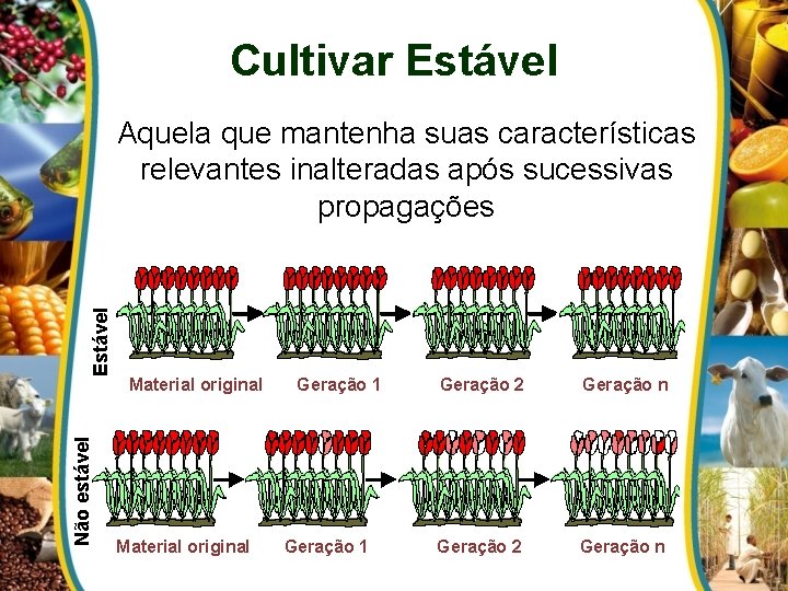 Cultivar Estável Não estável Estável Aquela que mantenha suas características relevantes inalteradas após sucessivas