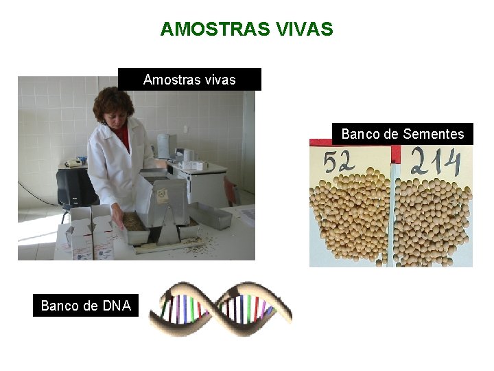 AMOSTRAS VIVAS Amostras vivas Banco de Sementes Banco de DNA 
