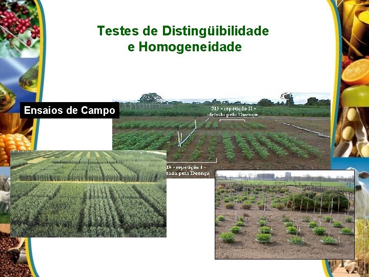 Testes de Distingüibilidade e Homogeneidade Ensaios de Campo 