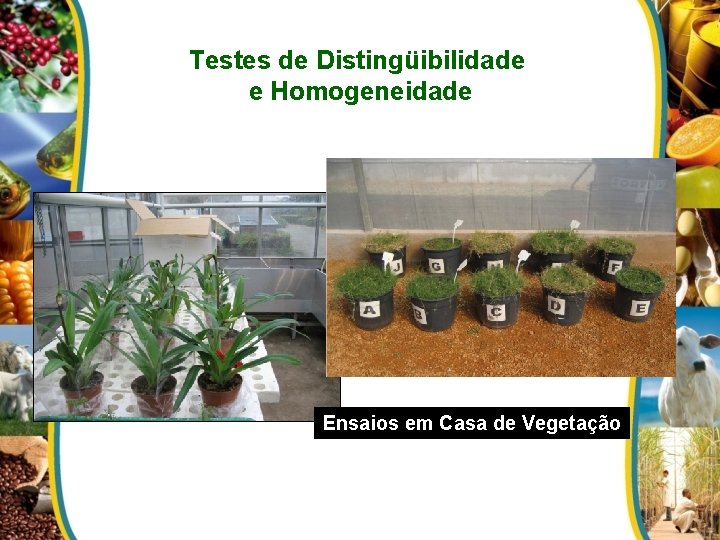 Testes de Distingüibilidade e Homogeneidade Ensaios em Casa de Vegetação 