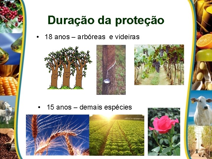 Duração da proteção • 18 anos – arbóreas e videiras • 15 anos –