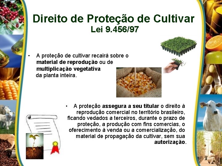 Direito de Proteção de Cultivar Lei 9. 456/97 • A proteção de cultivar recairá