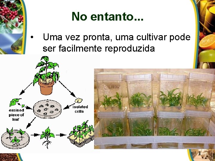 No entanto. . . • Uma vez pronta, uma cultivar pode ser facilmente reproduzida