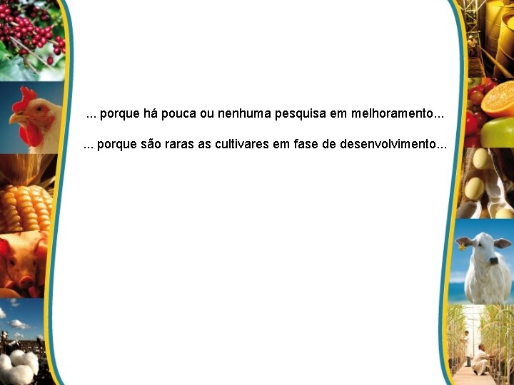 . . . porque há pouca ou nenhuma pesquisa em melhoramento. . . porque