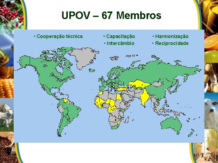 UPOV – 67 Membros • Cooperação técnica • Capacitação • Intercâmbio • Harmonização •