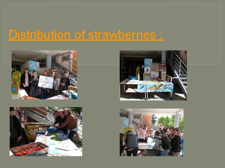 Distribution of strawberries : 