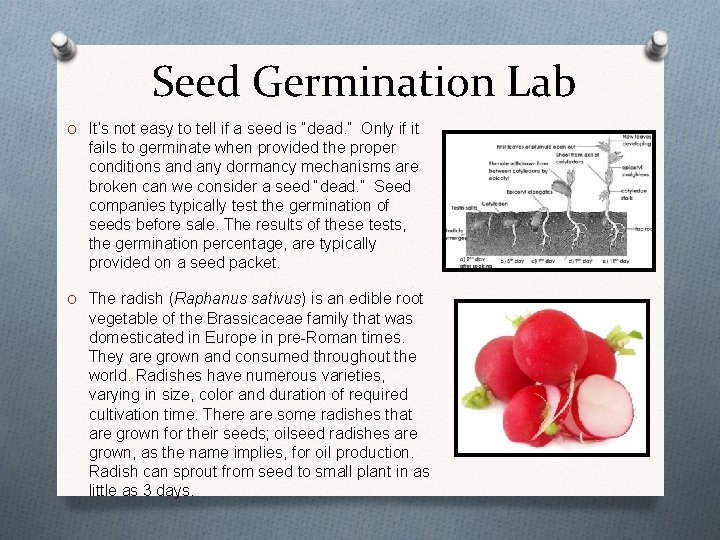 Seed Germination Lab O It’s not easy to tell if a seed is “dead.