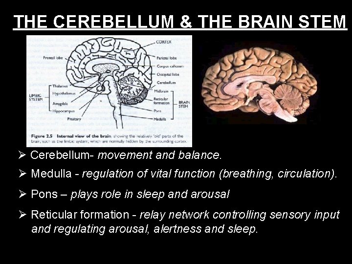 THE CEREBELLUM & THE BRAIN STEM Cerebellum- movement and balance. Medulla - regulation of