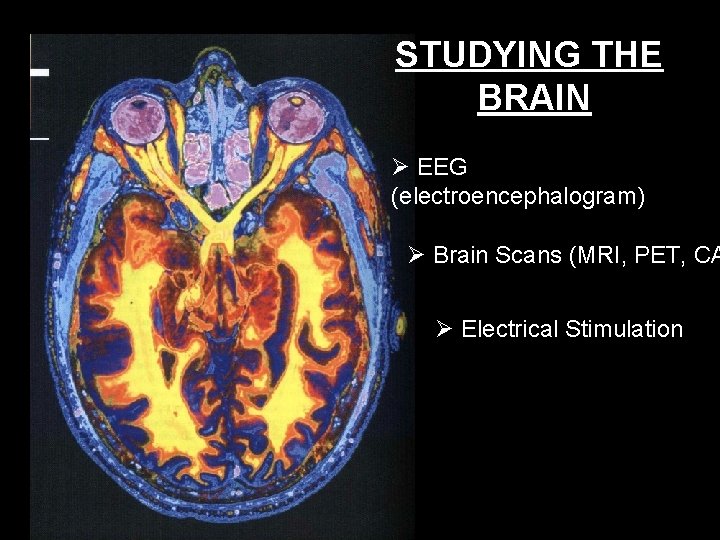 STUDYING THE BRAIN EEG (electroencephalogram) Brain Scans (MRI, PET, CA Electrical Stimulation 