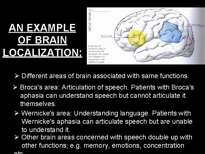 AN EXAMPLE OF BRAIN LOCALIZATION: Different areas of brain associated with same functions. Broca's