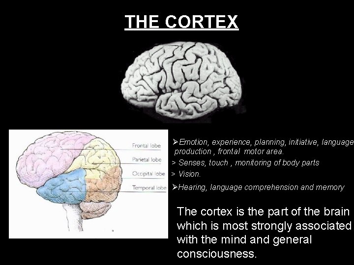 THE CORTEX Emotion, experience, planning, initiative, language production , frontal motor area. > Senses,