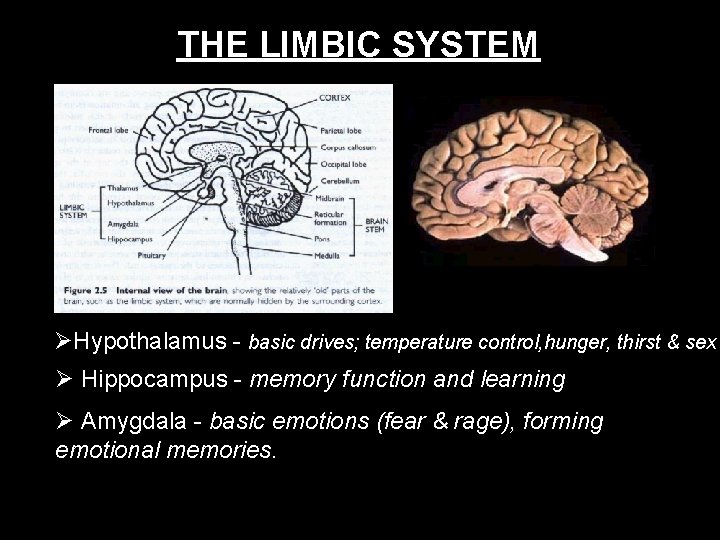 THE LIMBIC SYSTEM Hypothalamus - basic drives; temperature control, hunger, thirst & sex Hippocampus