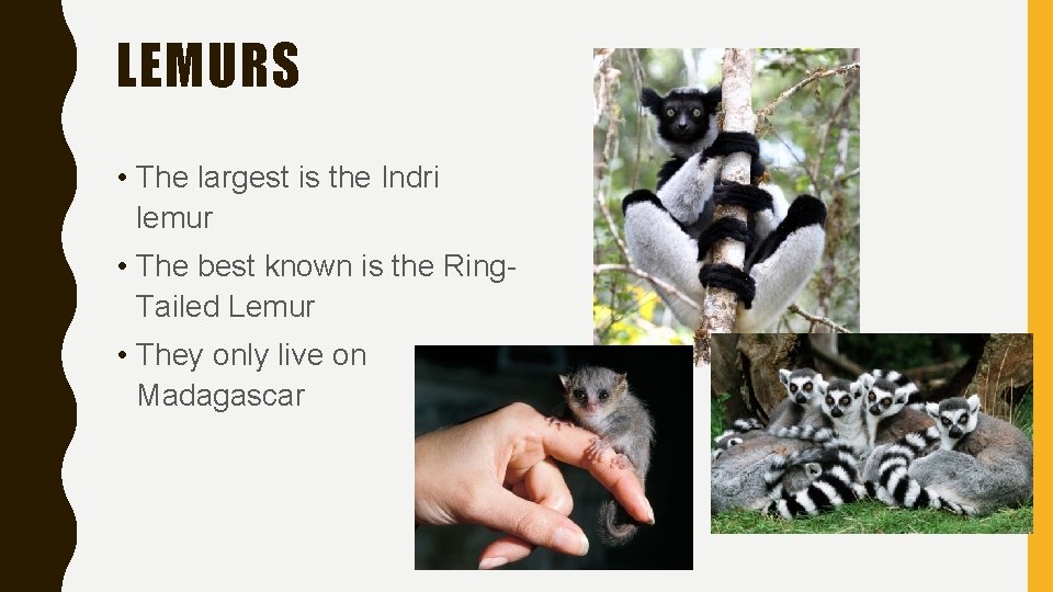LEMURS • The largest is the Indri lemur • The best known is the