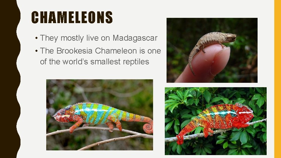 CHAMELEONS • They mostly live on Madagascar • The Brookesia Chameleon is one of