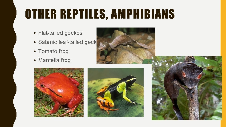 OTHER REPTILES, AMPHIBIANS • Flat-tailed geckos • Satanic leaf-tailed gecko • Tomato frog •