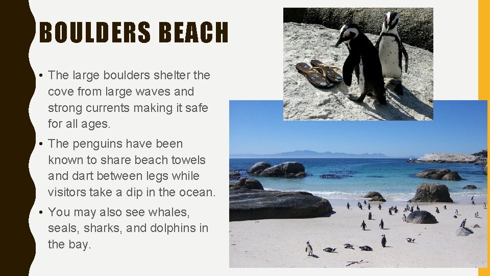 BOULDERS BEACH • The large boulders shelter the cove from large waves and strong