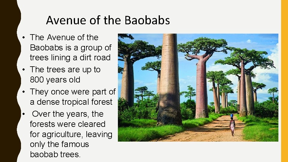 Avenue of the Baobabs • The Avenue of the Baobabs is a group of