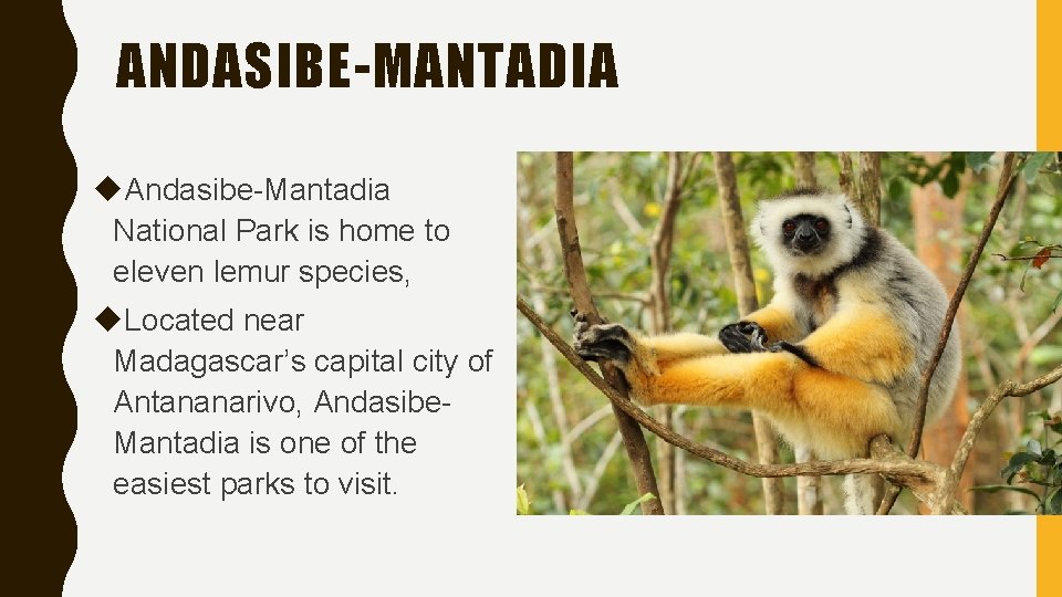 ANDASIBE-MANTADIA Andasibe-Mantadia National Park is home to eleven lemur species, Located near Madagascar’s capital