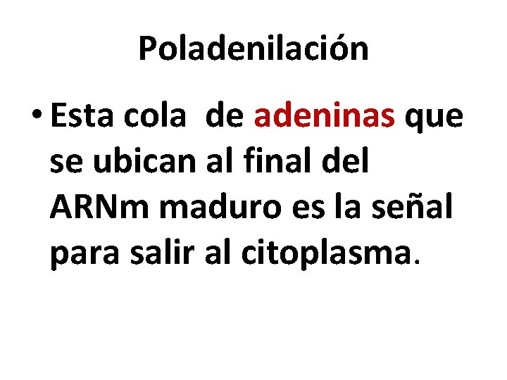 Poladenilación • Esta cola de adeninas que se ubican al final del ARNm maduro