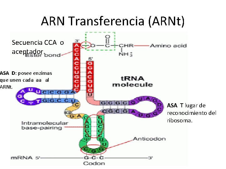 ARN Transferencia (ARNt) Secuencia CCA o aceptador. ASA D: posee enzimas que unen cada