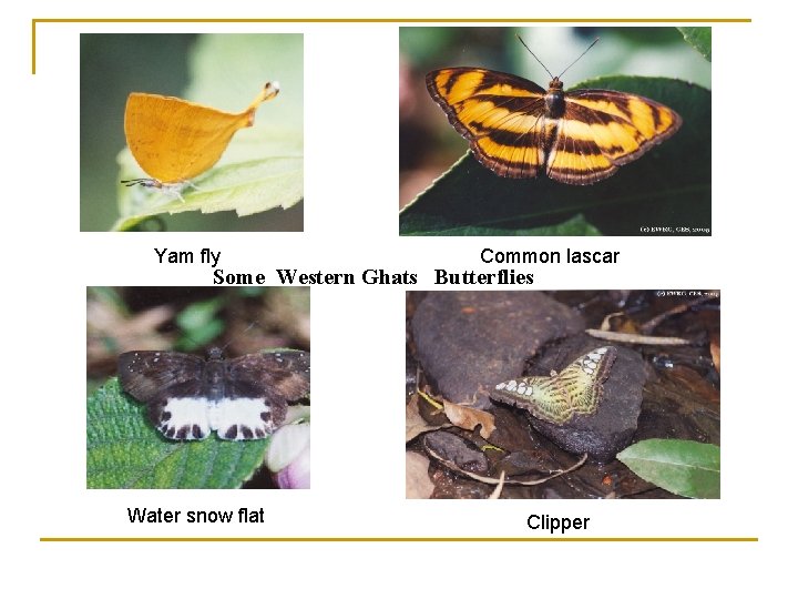Yam fly Common lascar Some Western Ghats Butterflies Water snow flat Clipper 