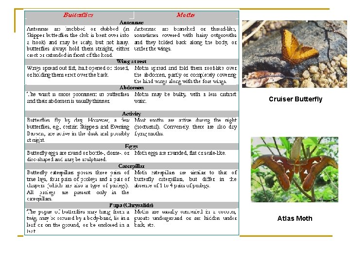 Cruiser Butterfly Atlas Moth 