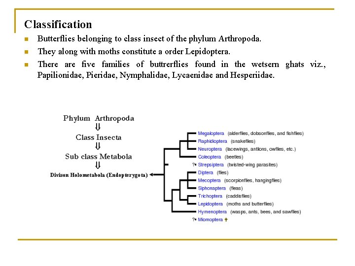 Classification n Butterflies belonging to class insect of the phylum Arthropoda. They along with