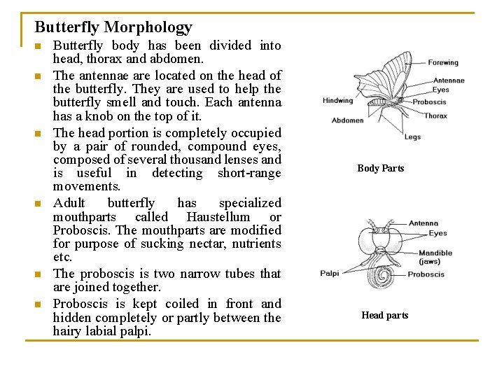 Butterfly Morphology n n n Butterfly body has been divided into head, thorax and