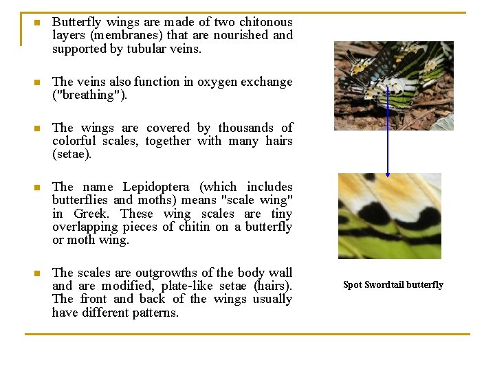 n Butterfly wings are made of two chitonous layers (membranes) that are nourished and