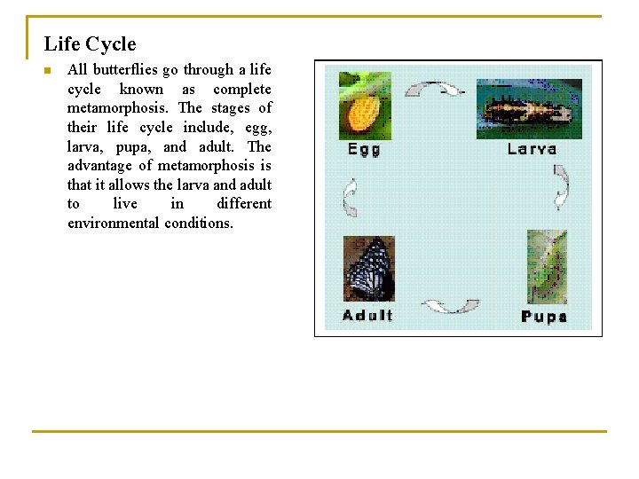 Life Cycle n All butterflies go through a life cycle known as complete metamorphosis.