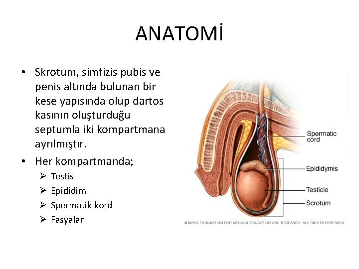 ANATOMİ • Skrotum, simfizis pubis ve penis altında bulunan bir kese yapısında olup dartos