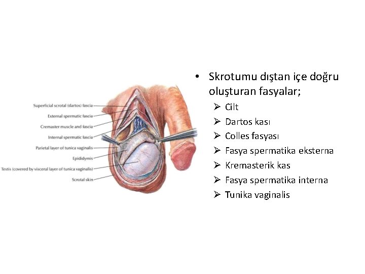  • Skrotumu dıştan içe doğru oluşturan fasyalar; Ø Ø Ø Ø Cilt Dartos