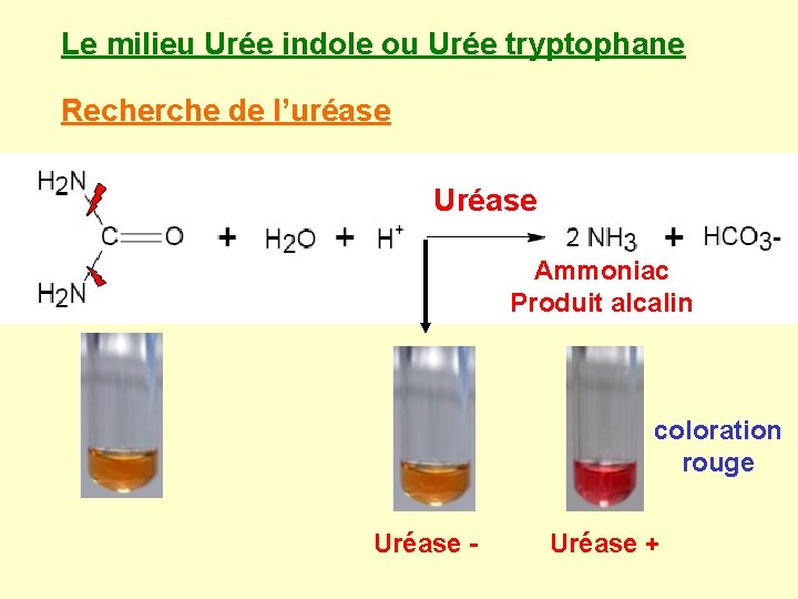 Le milieu Urée indole ou Urée tryptophane Recherche de l’uréase Uréase Ammoniac Produit alcalin