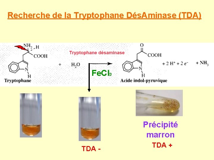 Recherche de la Tryptophane Dés. Aminase (TDA) Fe. Cl 3 Précipité marron TDA -