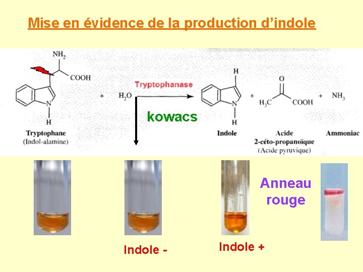 Mise en évidence de la production d’indole kowacs Anneau rouge Indole - Indole +