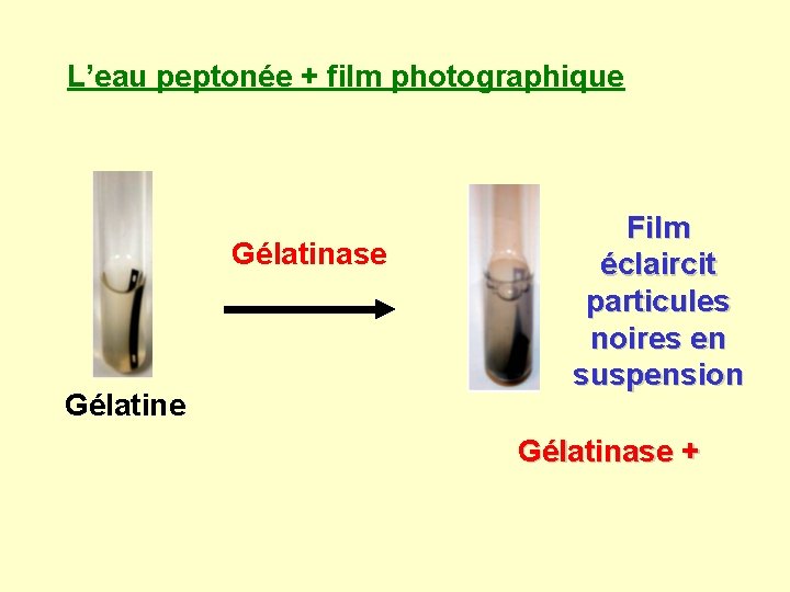L’eau peptonée + film photographique Gélatinase Gélatine Film éclaircit particules noires en suspension Gélatinase