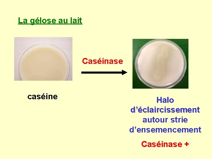 La gélose au lait Caséinase caséine Halo d’éclaircissement autour strie d’ensemencement Caséinase + 
