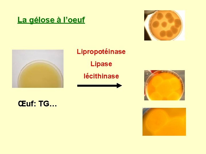 La gélose à l’oeuf Lipropotéinase Lipase lécithinase Œuf: TG… 