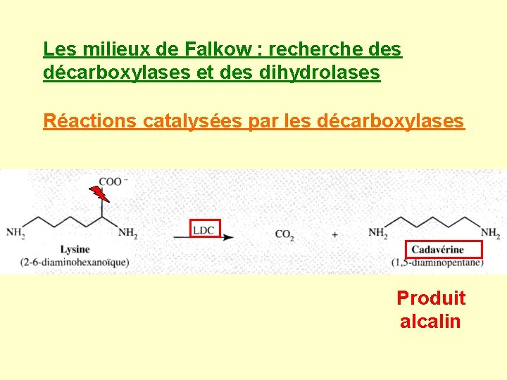 Les milieux de Falkow : recherche des décarboxylases et des dihydrolases Réactions catalysées par