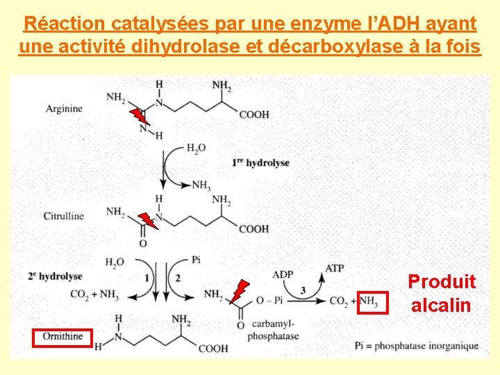 Réaction catalysées par une enzyme l’ADH ayant une activité dihydrolase et décarboxylase à la