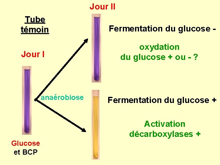 Jour II Tube témoin Jour I anaérobiose Fermentation du glucose oxydation du glucose +