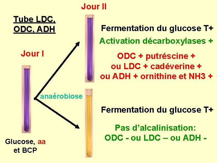 Jour II Tube LDC, ODC, ADH Jour I Fermentation du glucose T+ Activation décarboxylases