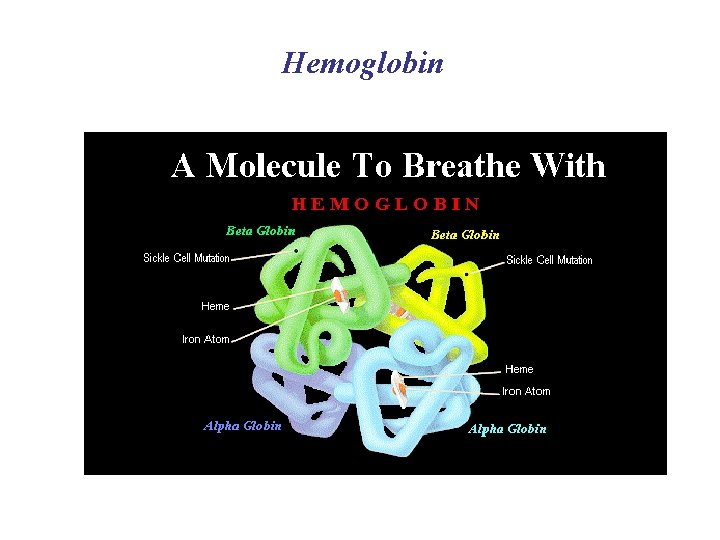 Hemoglobin 