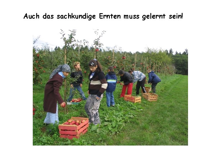 Auch das sachkundige Ernten muss gelernt sein! 