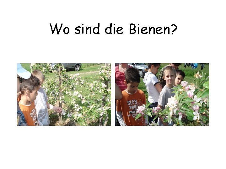 Wo sind die Bienen? 