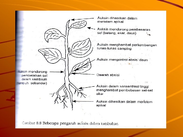 Gb di hal 8. 19 