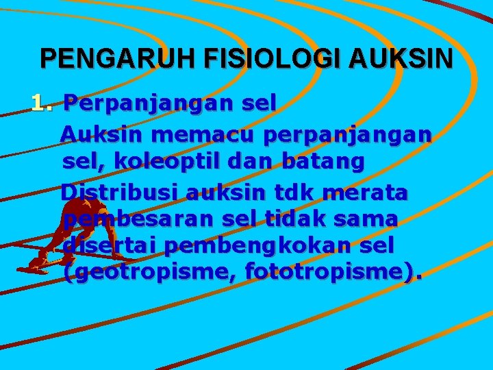 PENGARUH FISIOLOGI AUKSIN 1. Perpanjangan sel Auksin memacu perpanjangan sel, koleoptil dan batang Distribusi