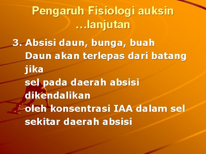 Pengaruh Fisiologi auksin …lanjutan 3. Absisi daun, bunga, buah Daun akan terlepas dari batang