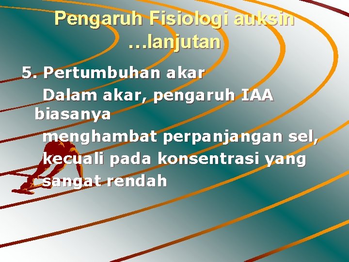 Pengaruh Fisiologi auksin …lanjutan 5. Pertumbuhan akar Dalam akar, pengaruh IAA biasanya menghambat perpanjangan