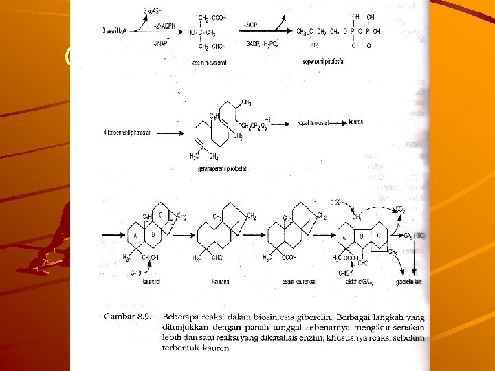 GB 8. 9 biosintesis giberelin 